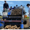 YUIME、富山県砺波市 「玉ねぎ」の収穫と調整作業の様子
