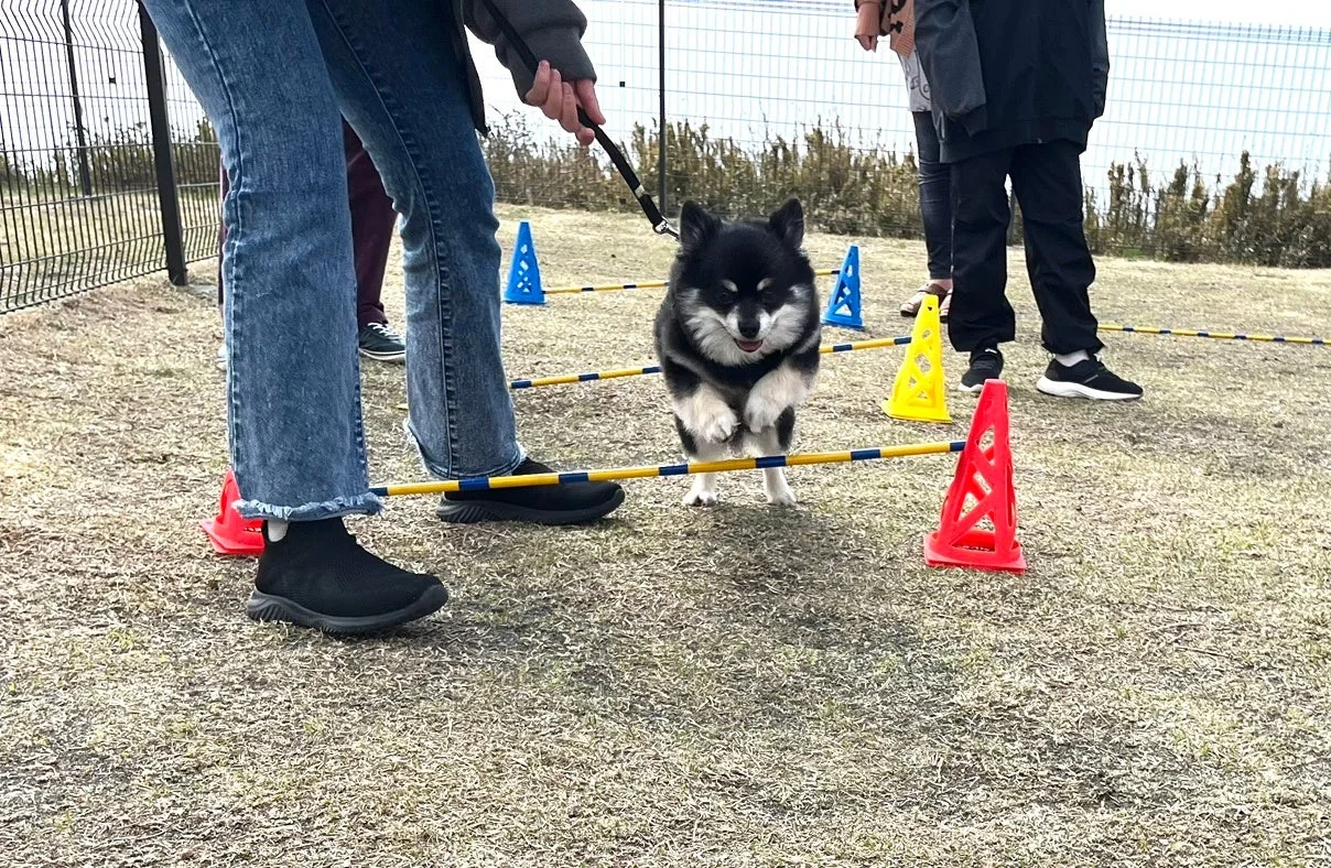 犬がアジリティをジャンプする様子